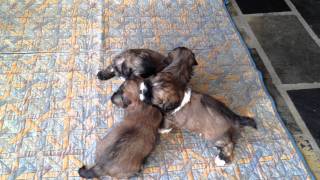 Lhasa Apso puppies  four weeks old [upl. by Notloc]