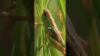 MindBlowing Facts About Grasshoppers [upl. by Aloisia]