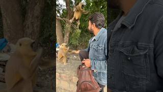 ￼Langur attack 🙄 [upl. by Ahtivak436]