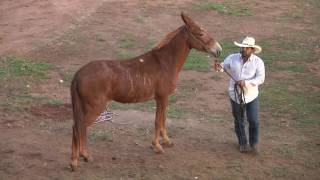 Palestra Doma Racional de Muares  Anibal Neto  Goiás Genética 2016 [upl. by Nelo45]