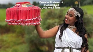 Falmataa fi Mawardii  Shaggooyyee Lyrics Oromo Music 2023 [upl. by Einwahr]