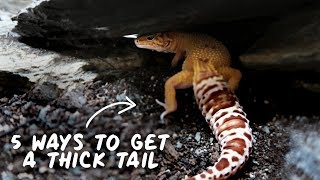 5 Reasons Your Leopard Gecko Doesnt Have A Thick Tail [upl. by Sandra]