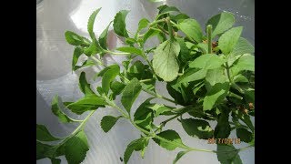 Stevia Plant Care [upl. by Helprin]