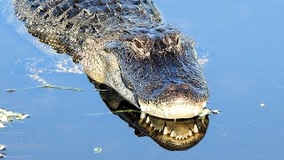 American Alligator up close swimming underneath the boardwalk [upl. by Leod]