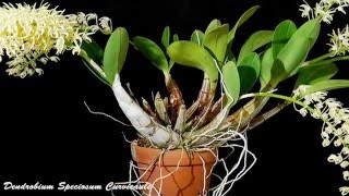 The Best Collection of Dendrobium Orchid Flowers 2016 [upl. by Fiedler210]