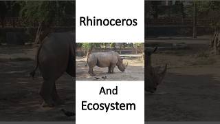 Rhinoceros And Ecosystem  Gainda or Ecosystem  What Does A Rhinoceros Eat  Gainda Kya Khata Hai [upl. by Sneed]