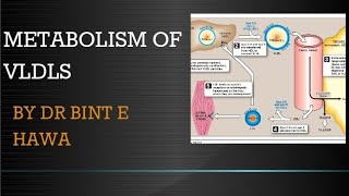 Metabolism of VLDLS  Biochemistry of Lipoproteins By Dr Bint e Hawa [upl. by Trinetta]