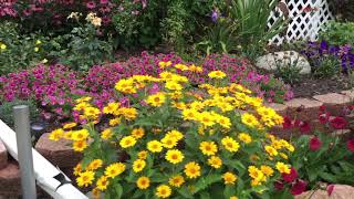 Perennial Sunflower Heliopsis Tuscan Sun  wwwgardencrossingscom [upl. by Guthrie419]