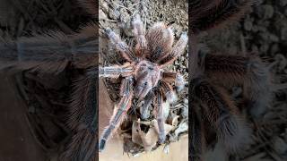 Grammostola rosea 🔥 tarantula grammostola chileanrosehair new shorts [upl. by Oiramad]