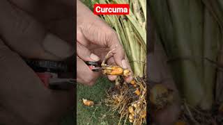 curcuma plant curcuma plants [upl. by Py]