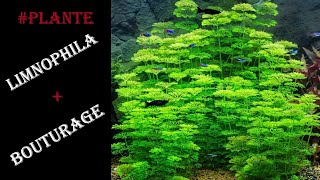 Plante Limnophila  bouturage [upl. by Aik]