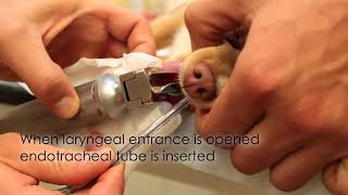 Endotracheal Intubation Emergency Medicine In Small Animal Practice [upl. by Walker]