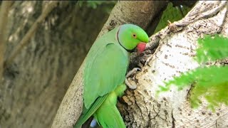 Parrot Searching for Home  Parrot Need Nest  Parrot Nest on Tree [upl. by Ujawernalo]