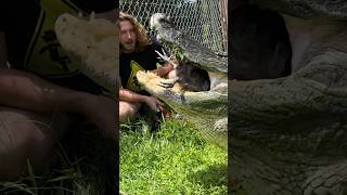 Big Alligator BITES short shorts animal wildlife nature reptiles alligator chicken [upl. by Ehlke83]