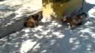 Pyrenean sheepdog puppies playing [upl. by Gayn]