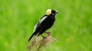 Studying Bobolink in Grazed Pastures [upl. by Tomaso261]