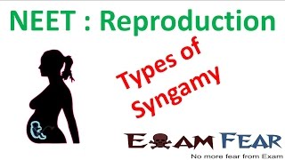 NEET Biology Reproduction  Types of Syngamy Isogamy Anisogamy Hologoamy Oogamy [upl. by Olinad]