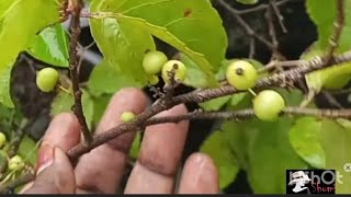 Flacourtia jangomas fruit  terrace garden [upl. by Hummel116]