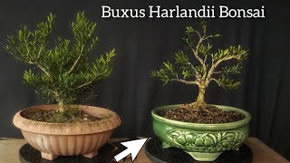 Langkah Awal Membentuk Bonsai Buxus [upl. by Lyman]