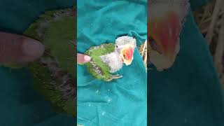 alexandrine parrot vs indian ringneck  PapaKaParrot shorts [upl. by Karalynn]