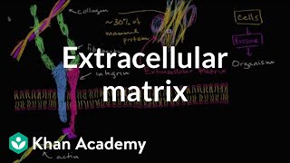 Extracellular matrix  Structure of a cell  Biology  Khan Academy [upl. by Tarrel]