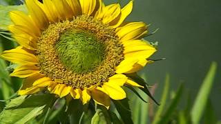 Helianthus  Die Sonnenblume [upl. by Avle779]