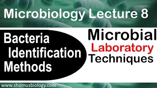 Microbiology lecture 8  bacterial identification methods in the microbiology laboratory [upl. by Brietta]