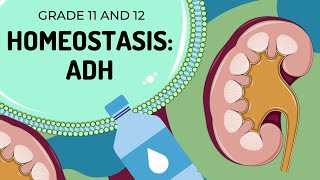 ADH  HOMEOSTASIS  Easy to Understand [upl. by Enihpesoj]