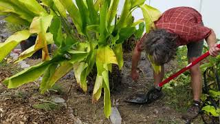 Propagating Large Heliconia Heliconia pendula x bihai  The Carrington Jungle [upl. by Kemme205]