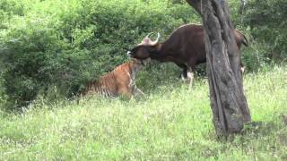 Rarest video of a tiger killing a gaur [upl. by Colvin21]