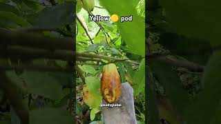 Effects of yellow pod on cacao plantscacao yellowpodagriculturefruit farming kodyglobal [upl. by Atiseret]