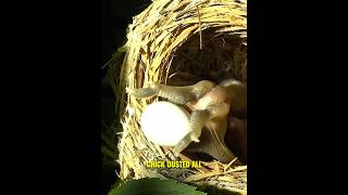 A Cuckoo Chicks Life in a Stolen Home 😭 shorts [upl. by Leonidas476]