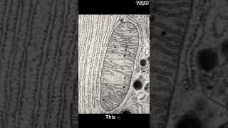 Real image of mitochondria microscope science biology facts [upl. by Eversole]