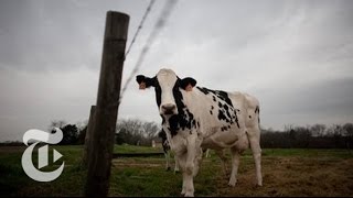 Drought on the Range Tough Times for US Cattle Herd  2013  The New York Times [upl. by Anuat]