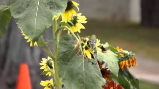 Goldfinch Pair Eating My Sunflower Leaves [upl. by Onilegna]