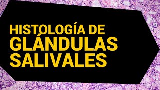 Histología de las glándulas salivales  Dr César Rivera [upl. by Austina]