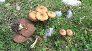 Armillaria cepistipes [upl. by Ainalem]