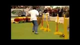 Digga Digga Dog Agility [upl. by Irtimd]