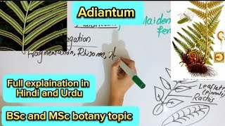 AdiantumSporophyteGametophyBsc and MSc botany topic [upl. by Akirdnahs]