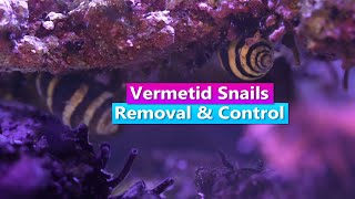 How to get rid of Vermetid Snails  Removal and Control [upl. by Marla702]