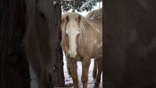 Surprise with The Return of the Horses  Skydog horse rescuehorse animals help automobile [upl. by Yroffej]