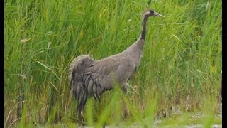 Crane at Hickling Broad [upl. by Mayne231]