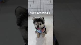 작년설날🤣갑분설아무튼새해복많이받으세요🩷강아지강아지일상아기강아지강아지한복puppy말티폼김테디 [upl. by Restivo]