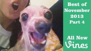 Best Vines of November 2013  Compilation Part 4 80 Total [upl. by Nylidnam]