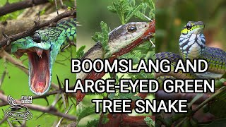 Deadly Boomslang of Africa  the most venomous rearfanged snake and Largeeyed Green Tree Snake [upl. by Cowen]