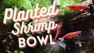 Planted 3 Gallon Shrimp Bowl [upl. by Fanchie955]