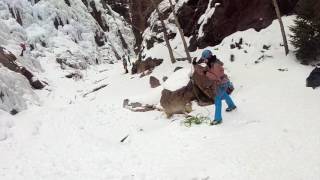 Ice Climbing in Ouray Colorado [upl. by Sacrod]