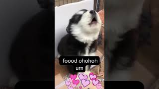 Dramatic Siberian Husky puppy howling Funny videos Funny dogs Cute Animalsdogvideos huskysinging [upl. by Yatnwahs]