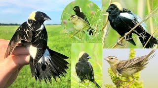 bobolink is a small New World blackbird notable for its striking plumage and unique song [upl. by Getter695]