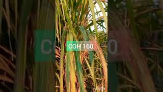 new sugarcane variety COH 160 GLfarming sugarcane shorts [upl. by Alilahk]